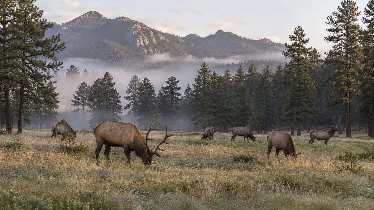 Elk in a meadow at Evergreen, Colorado